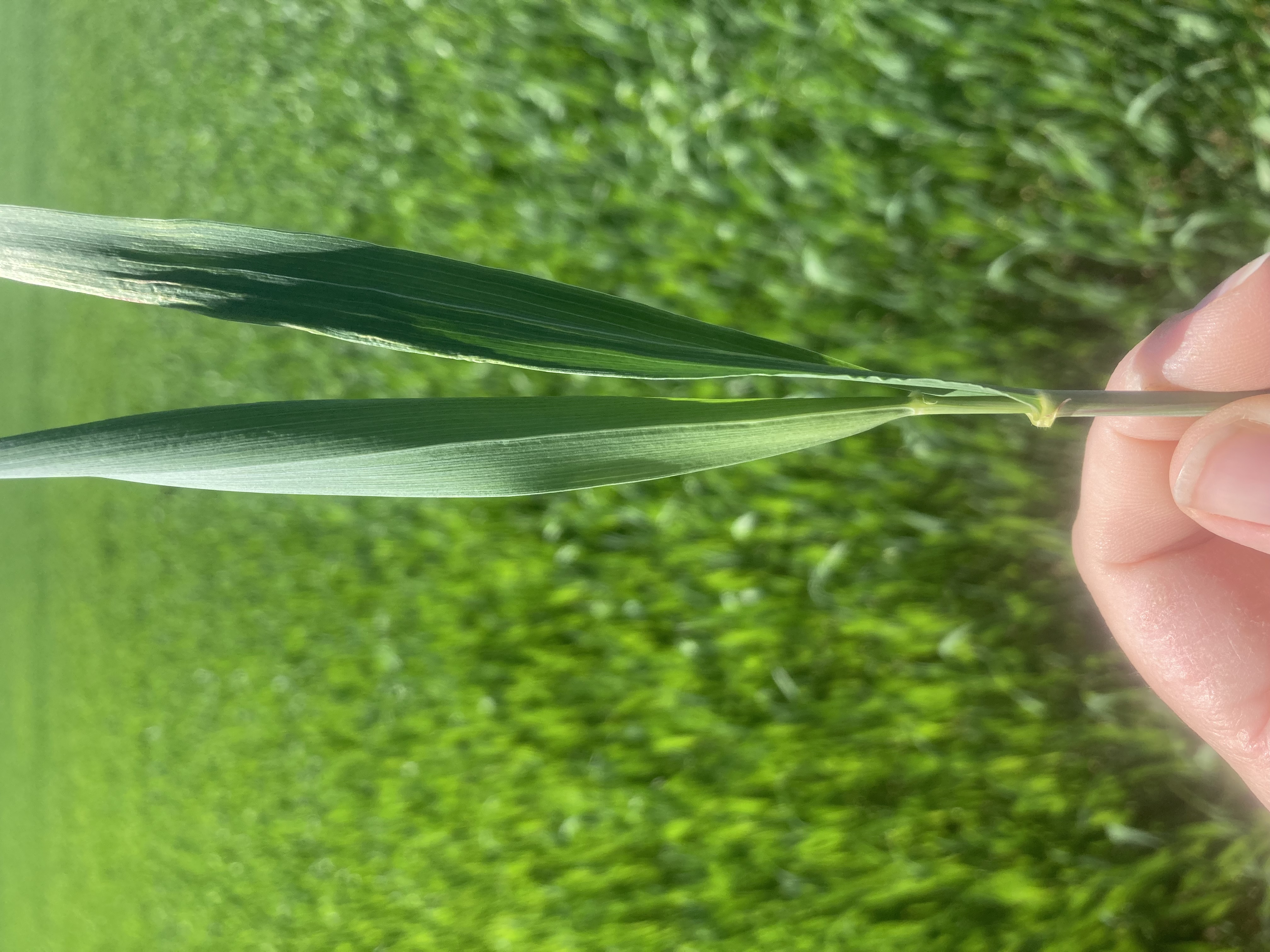 Wheat held between two fingers. 